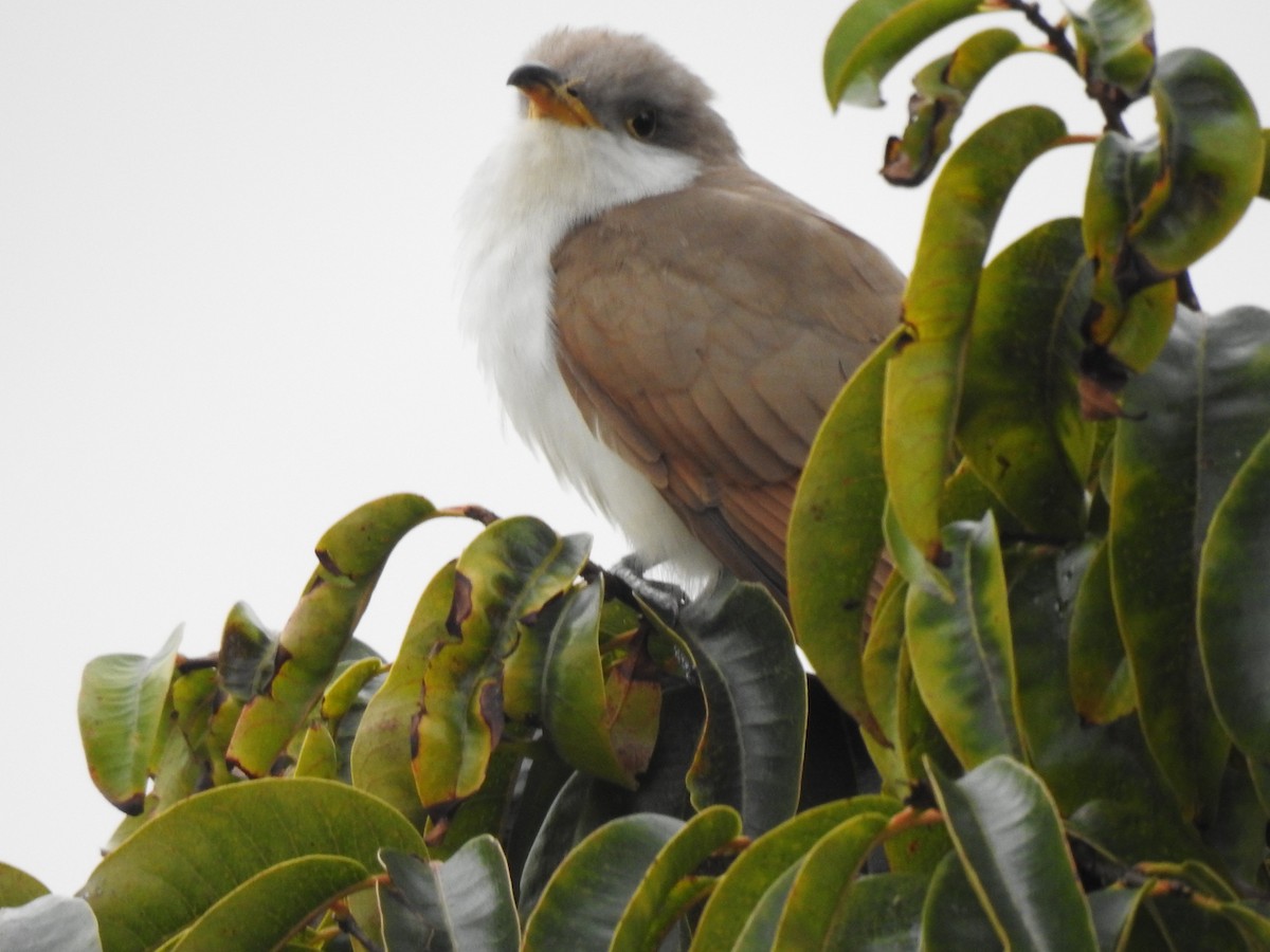 Yellow-billed Cuckoo - ML644566335