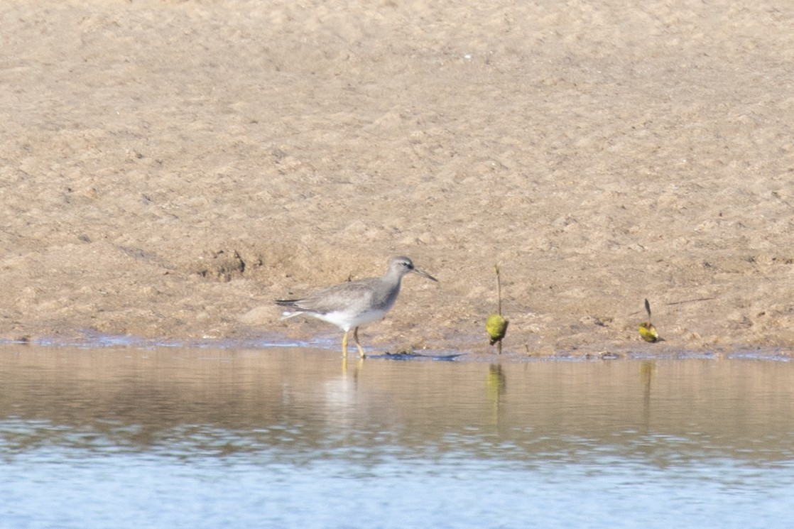 キアシシギ - ML644566336