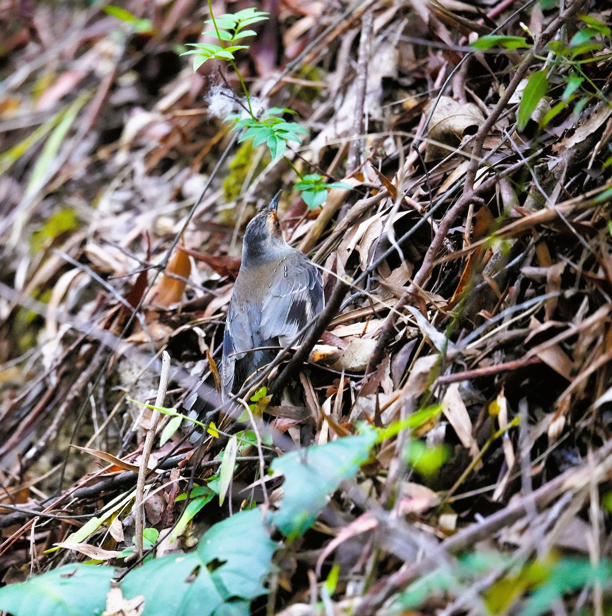 Red-browed Treecreeper - ML644566341