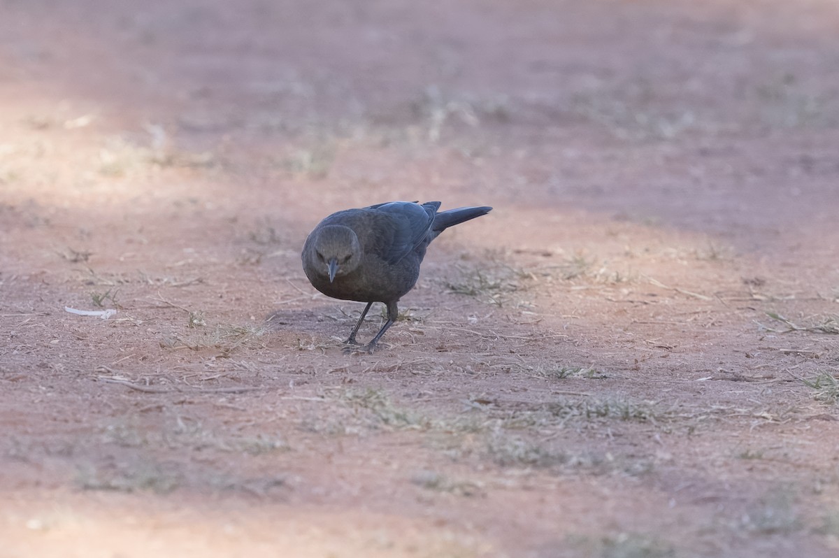 Brewer Karatavuğu - ML644566345