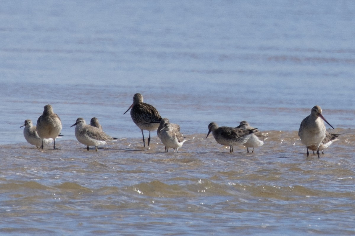 Red Knot - ML644566348