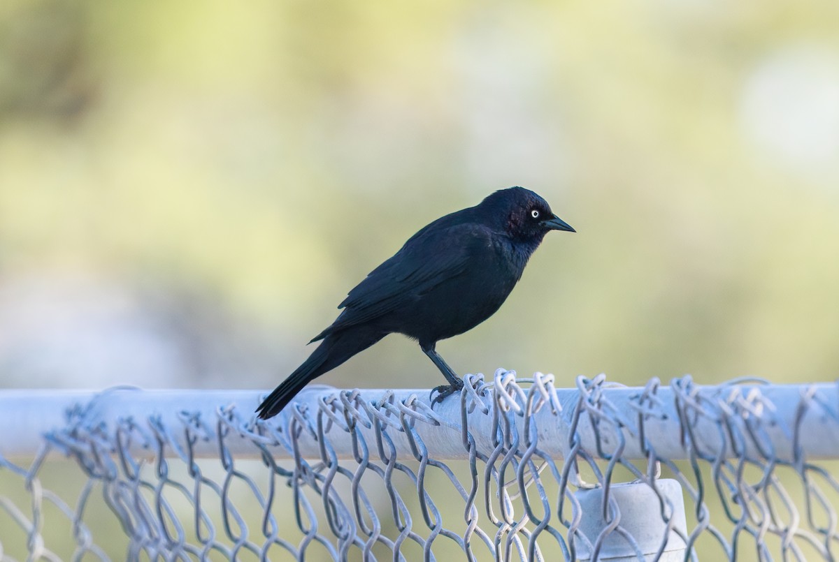 Brewer Karatavuğu - ML644566349