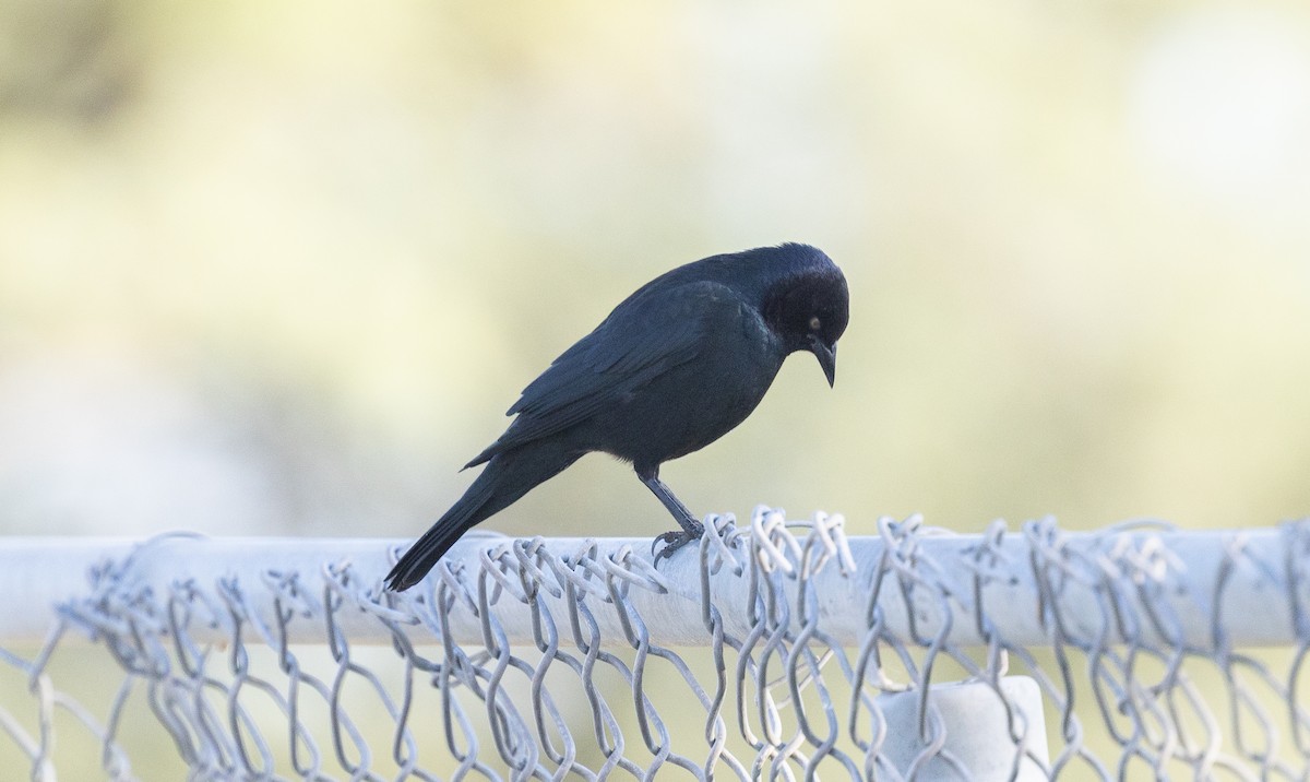 Brewer Karatavuğu - ML644566350