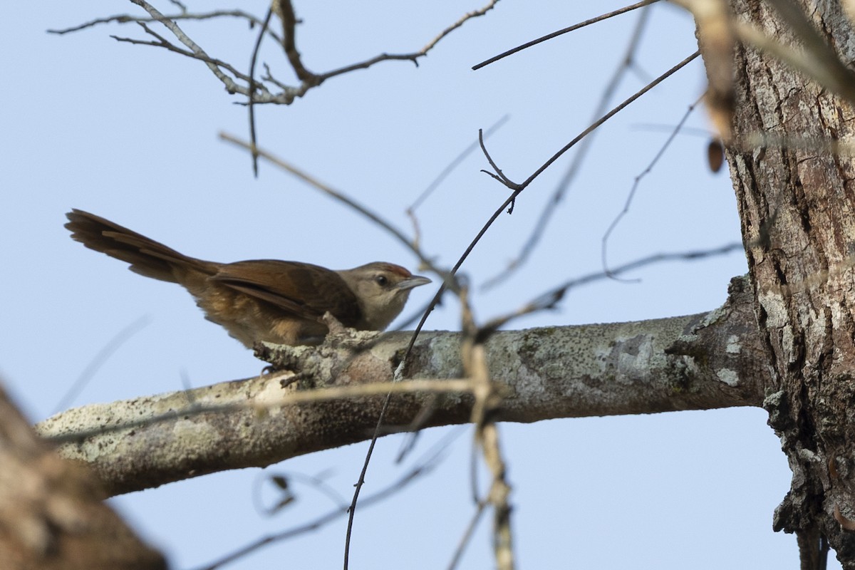 Rufous-fronted Thornbird - ML644566351
