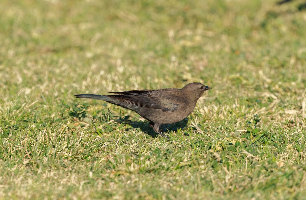 Brewer Karatavuğu - ML644566352