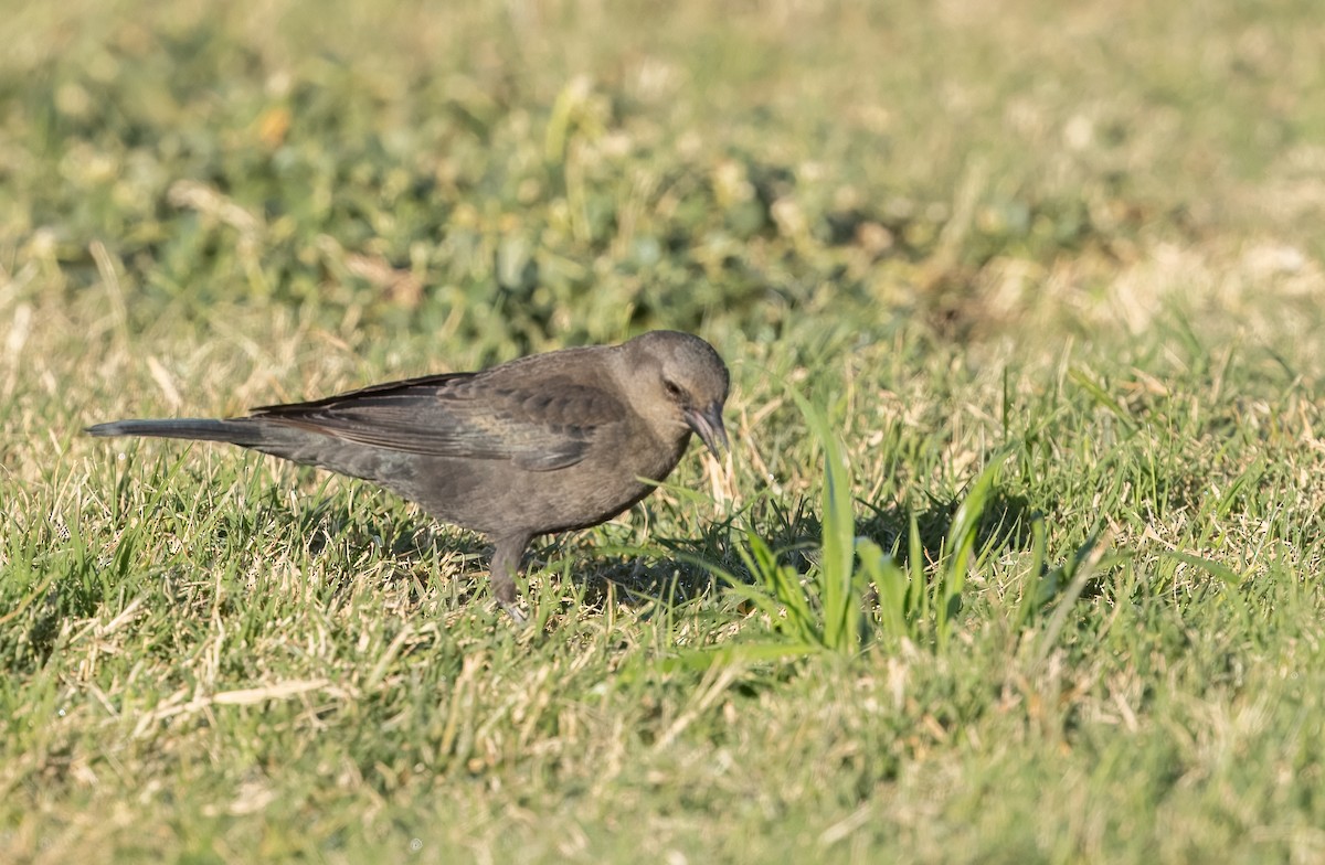 Brewer Karatavuğu - ML644566354