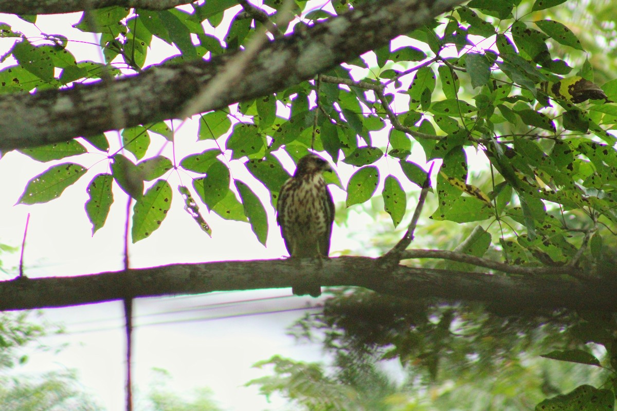 Busardo Aliancho - ML644566355