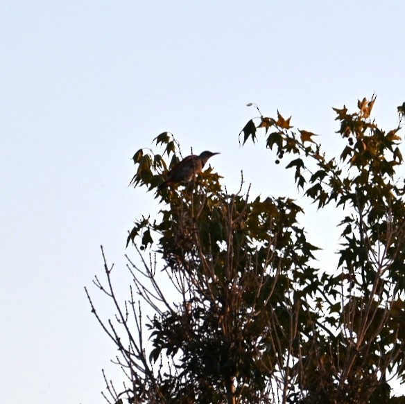 Northern Flicker - ML644566356