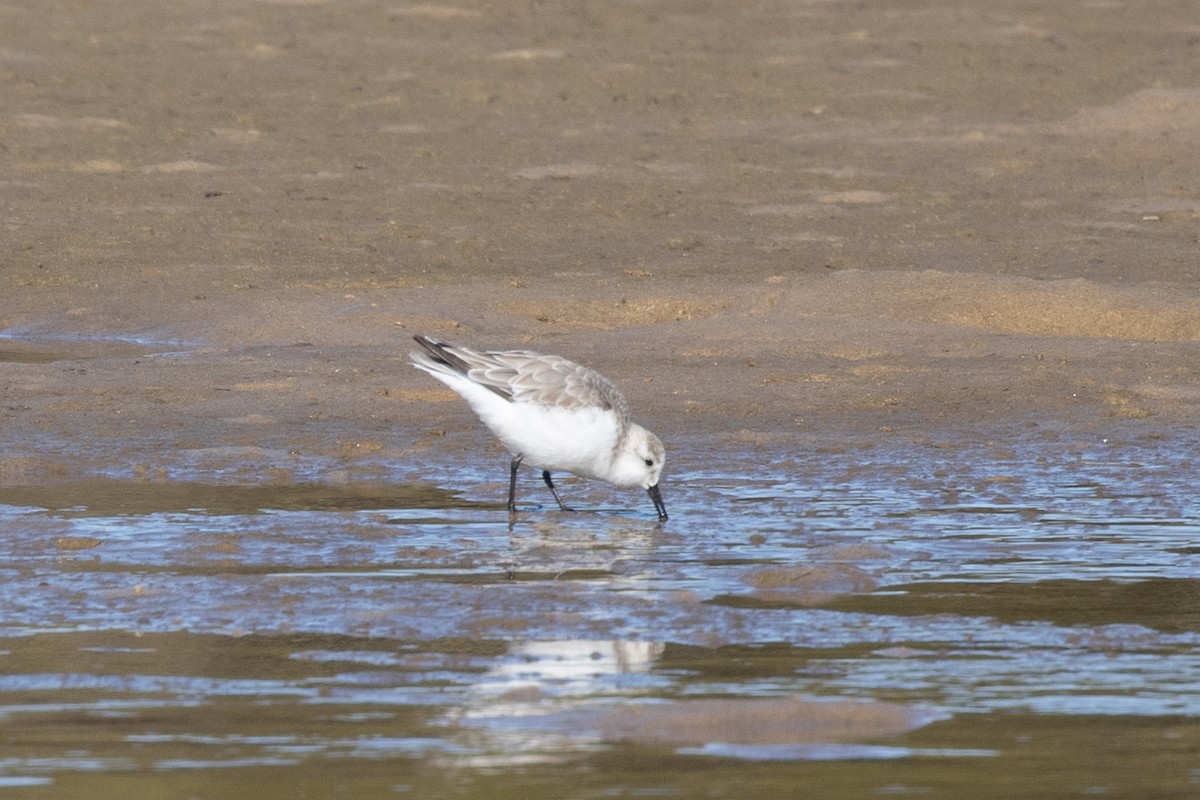 Ak Kumkuşu - ML644566364