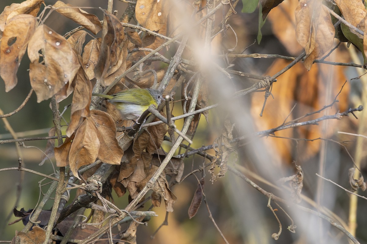 Black-tailed Flycatcher - ML644566368
