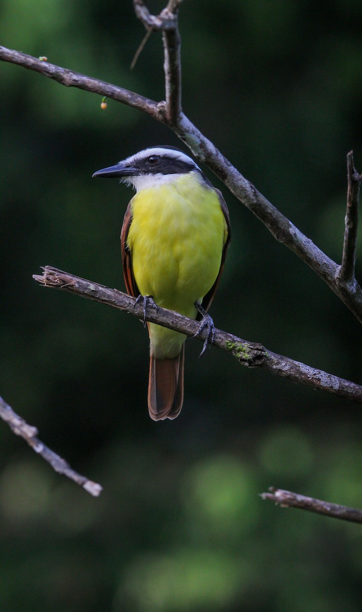 Bienteveo Común - ML644566370