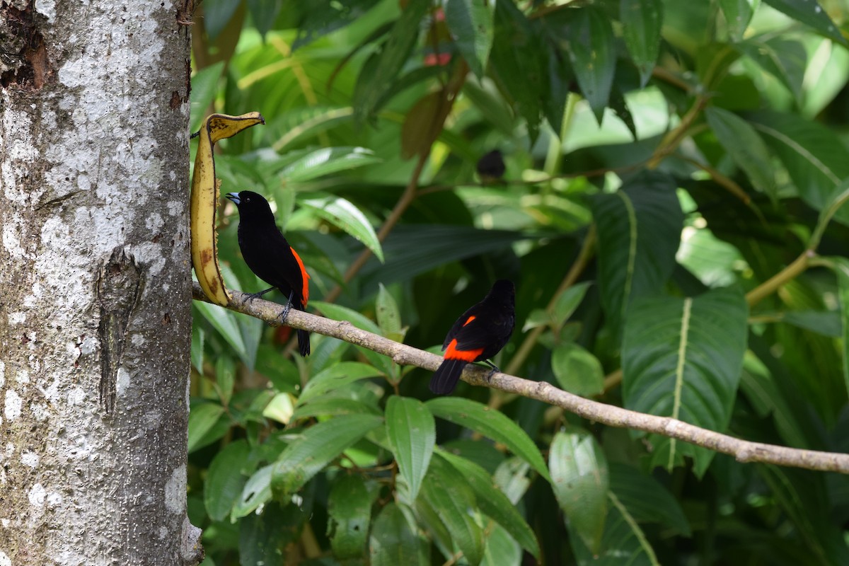 Scarlet-rumped Tanager - ML644566373