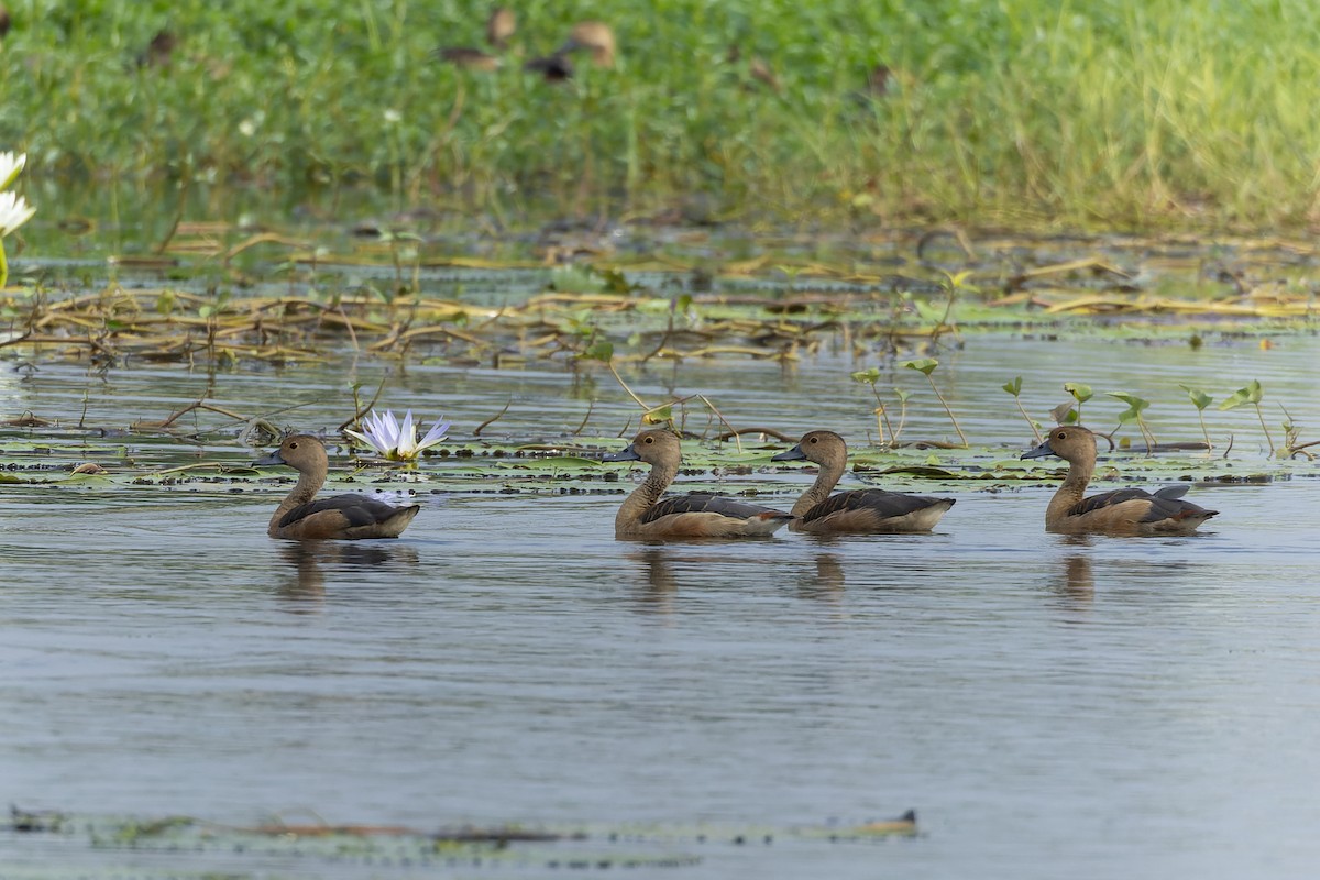 Модны анхир - ML644566375