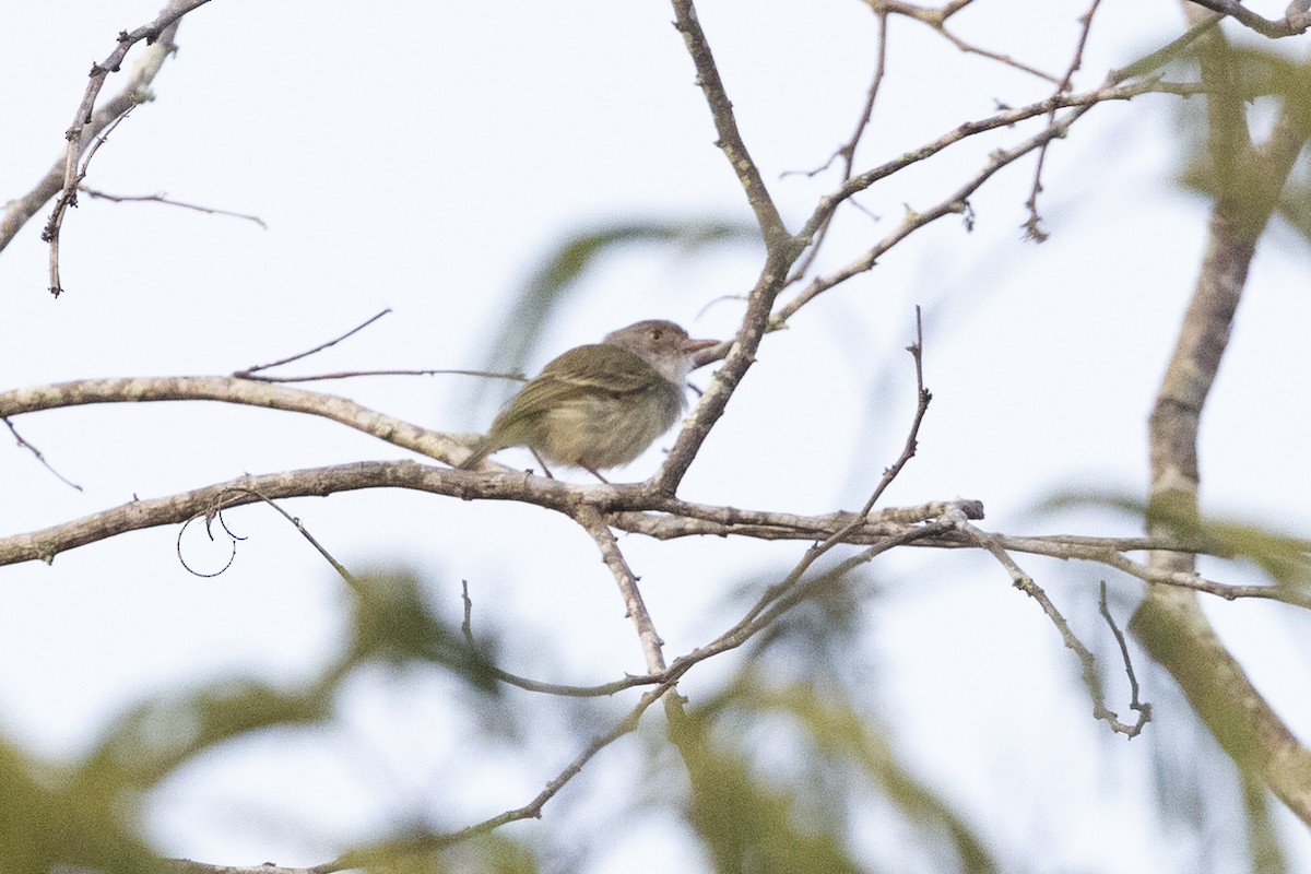 Pearly-vented Tody-Tyrant - ML644566377