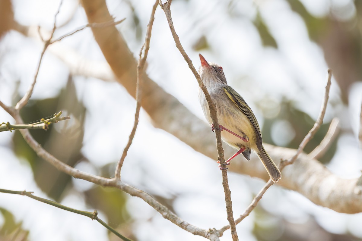 Pearly-vented Tody-Tyrant - ML644566378