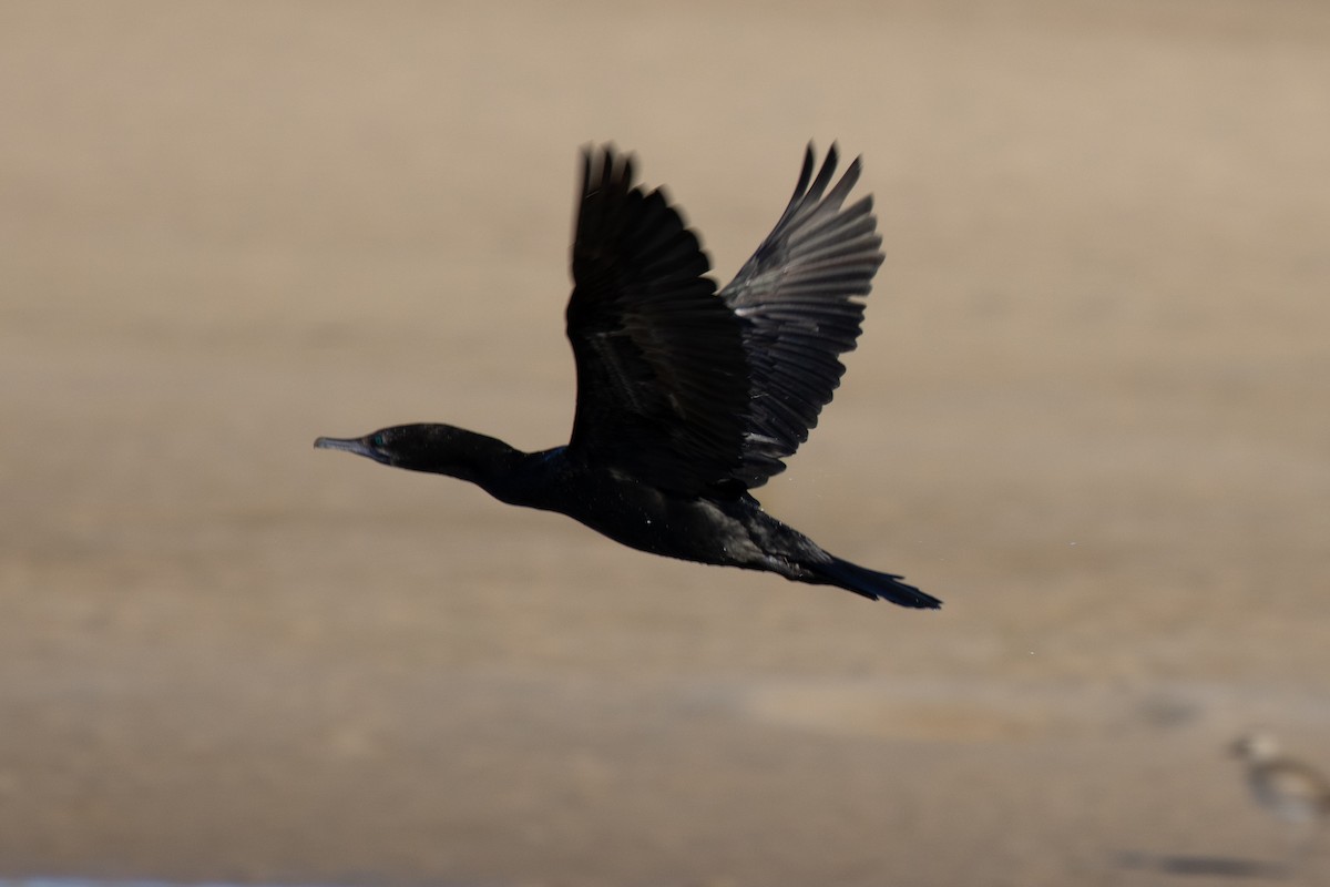 Little Black Cormorant - ML644566379