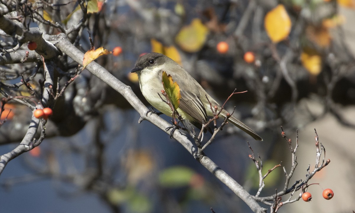 Eastern Phoebe - ML644566382