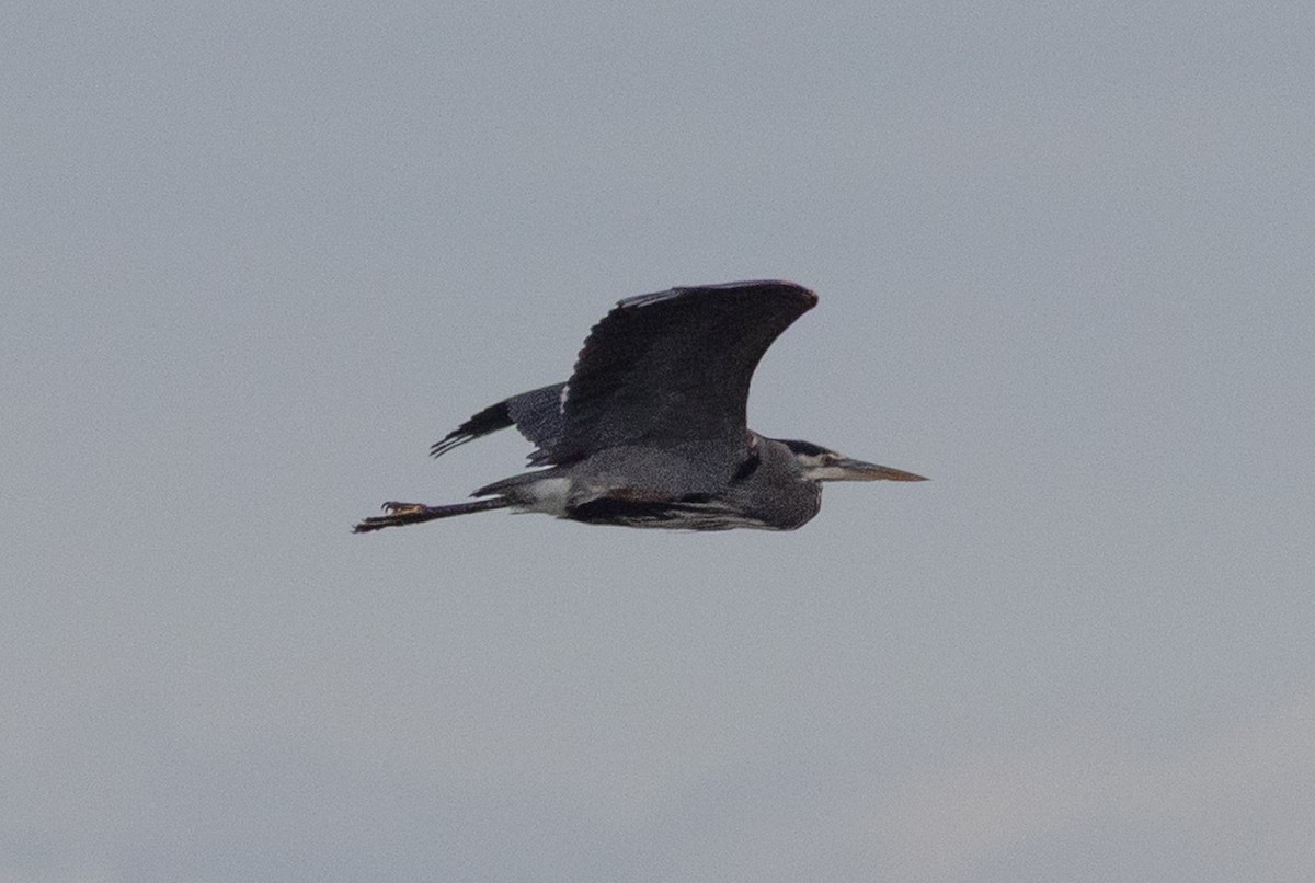 Great Blue Heron - ML644566386