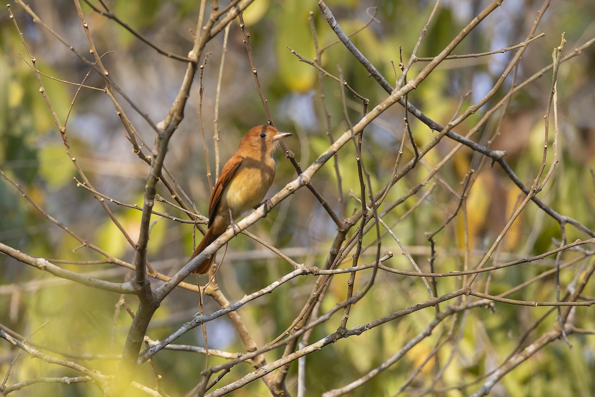 Rufous Casiornis - ML644566390