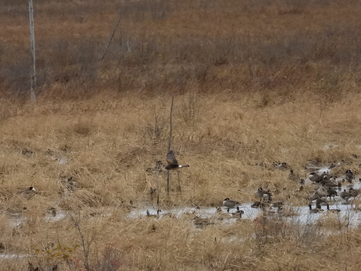 Hudsonweihe - ML644566391