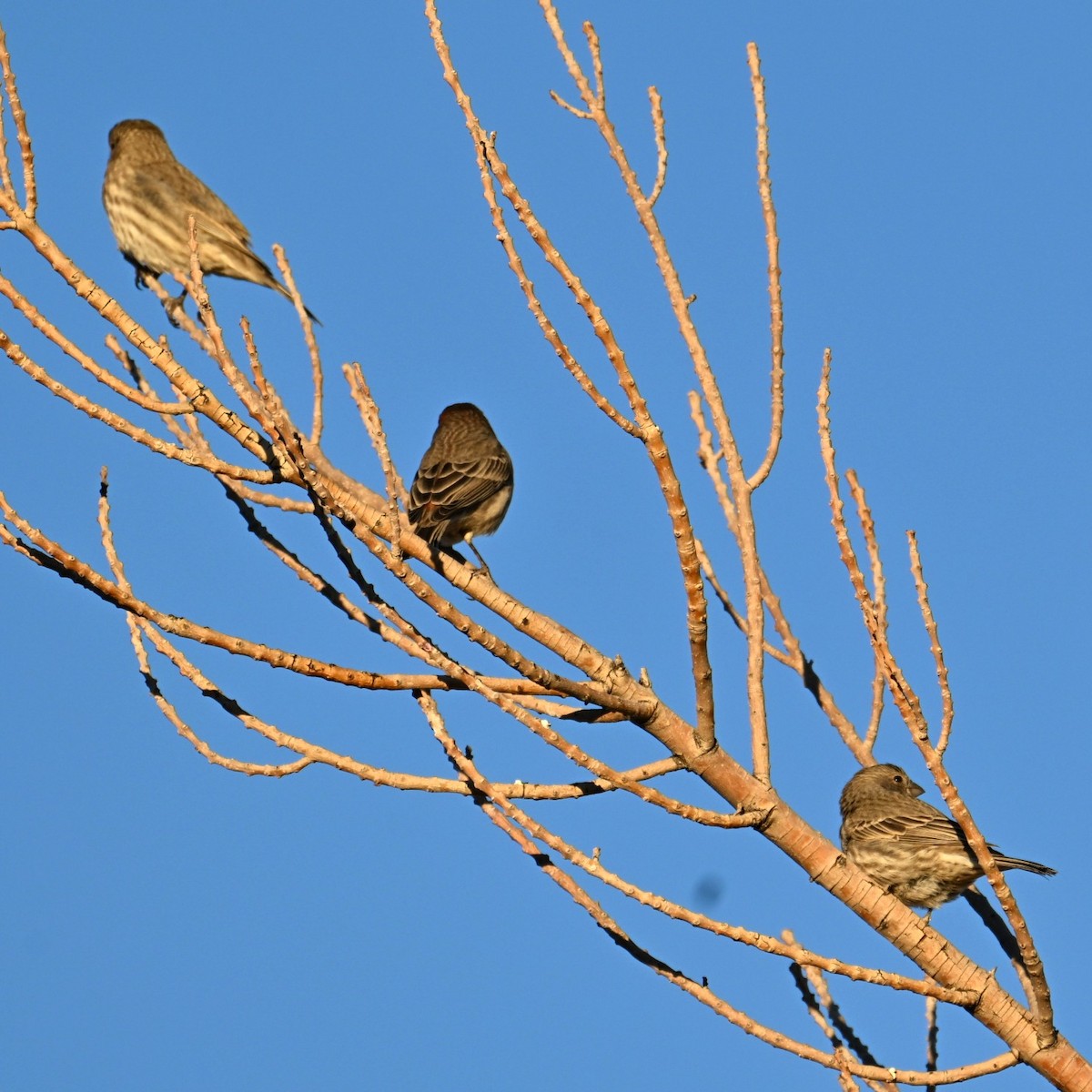 House Finch - ML644566393