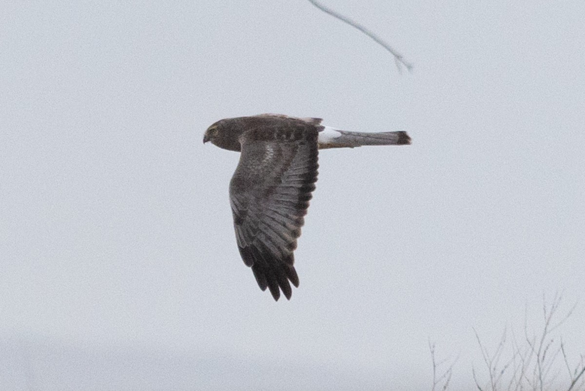 Hudsonweihe - ML644566401