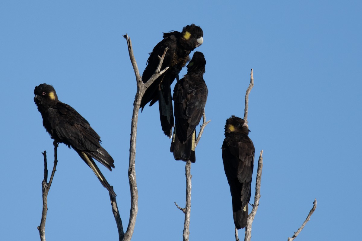 キイロオクロオウム - ML644566406