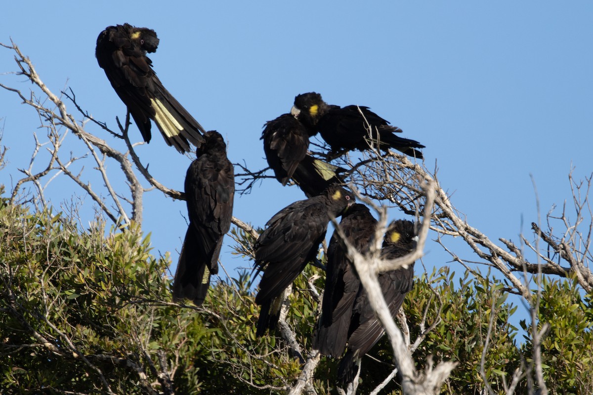 キイロオクロオウム - ML644566407