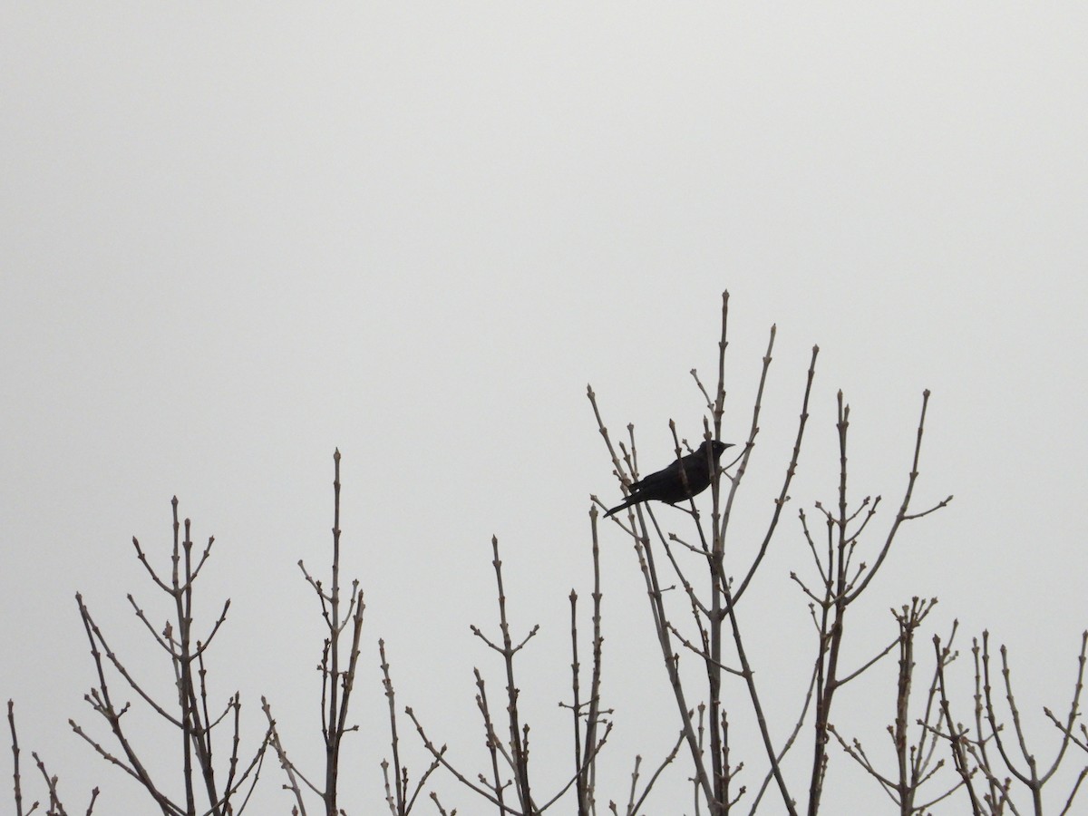 Quiscale bronzé - ML644566414