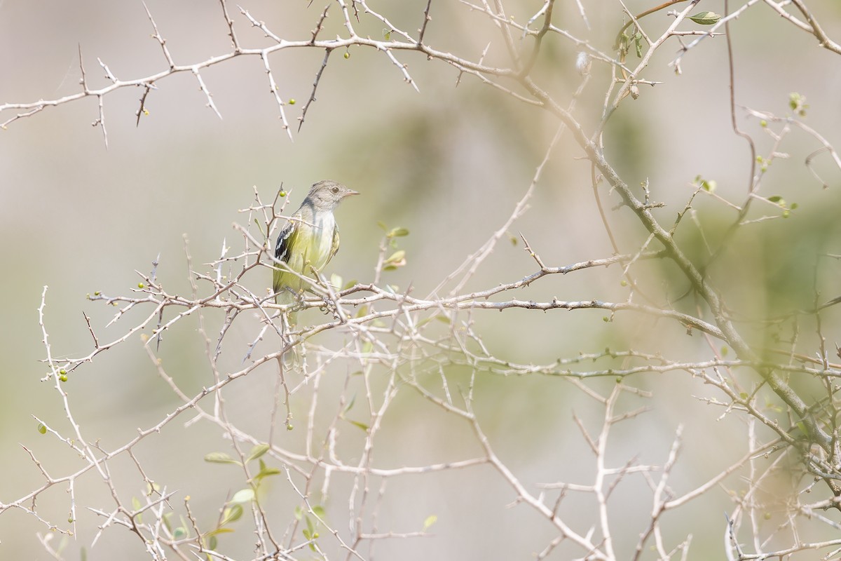 Short-crested Flycatcher - ML644566421