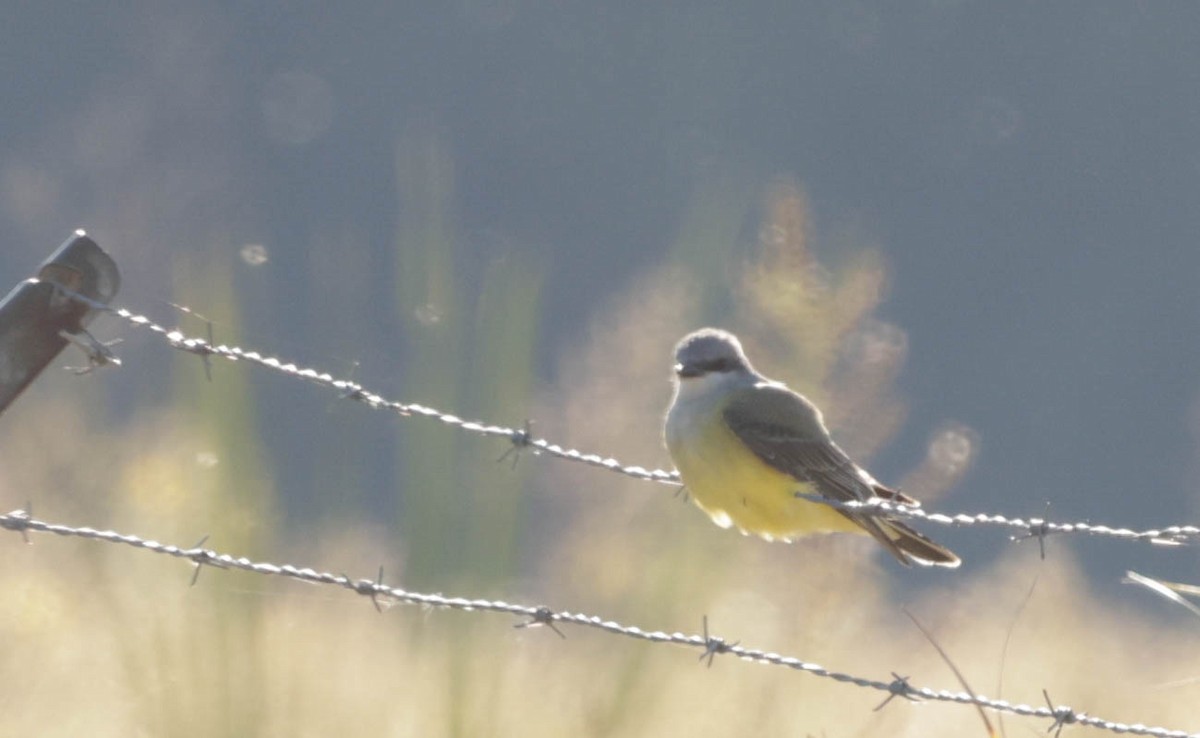 Tropical/Couch's Kingbird - ML644566422