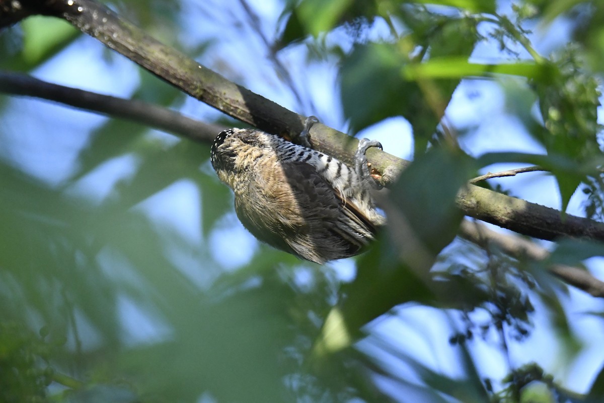 Carpinterito Variable - ML644566424