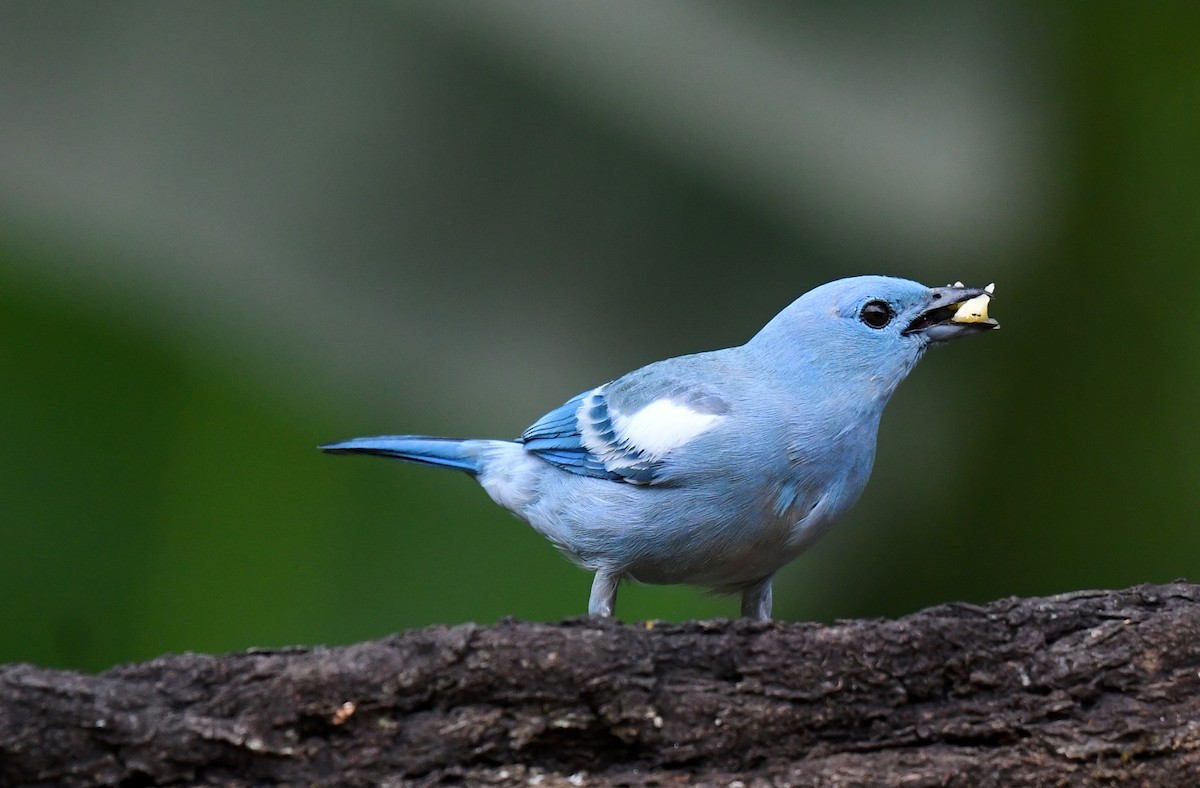 Blue-gray Tanager (White-edged) - ML644566425