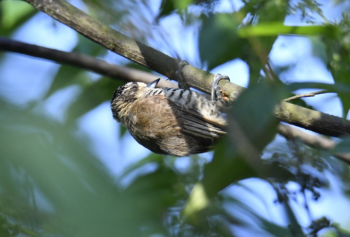 Carpinterito Variable - ML644566426