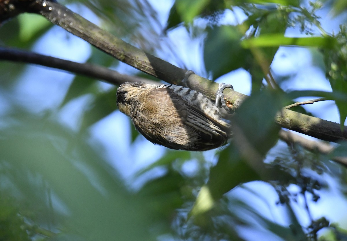 Carpinterito Variable - ML644566427