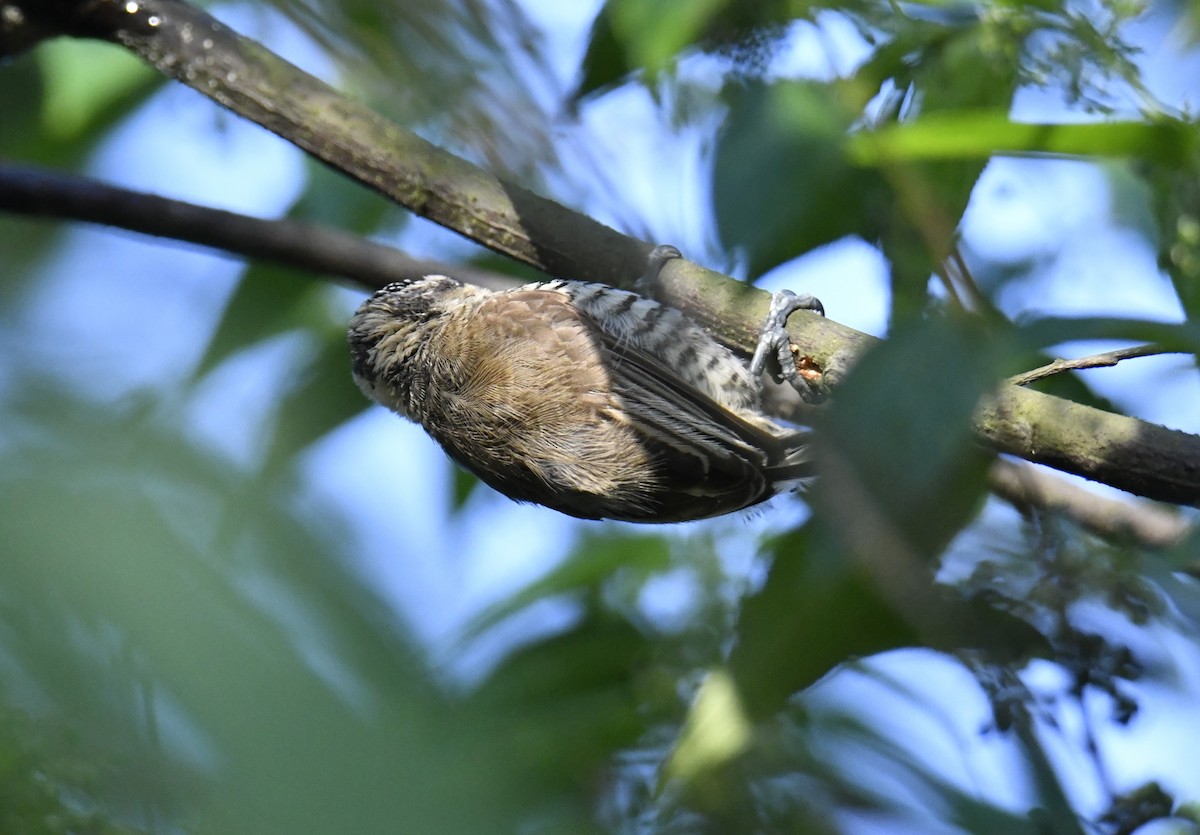 Carpinterito Variable - ML644566428