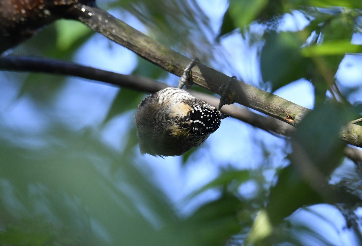 Carpinterito Variable - ML644566429