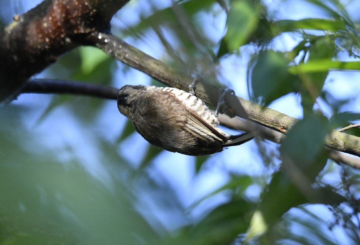 Carpinterito Variable - ML644566430