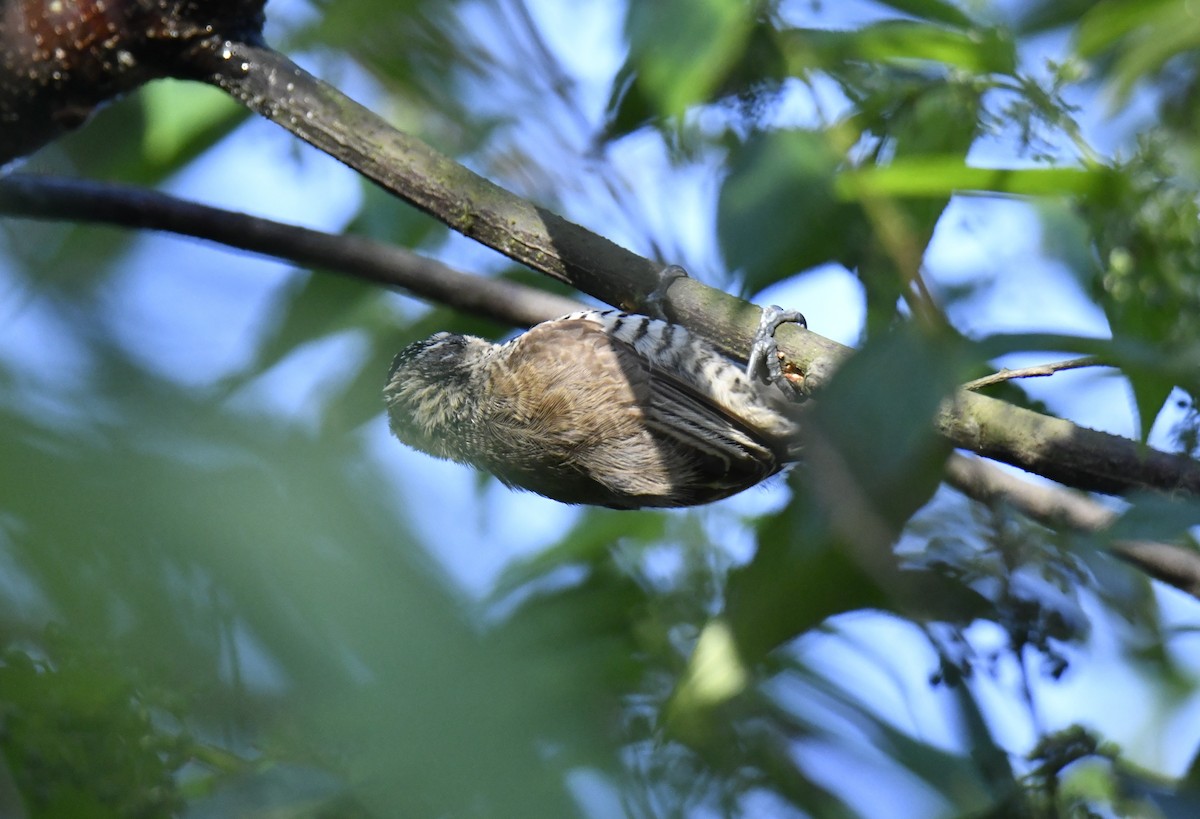 Carpinterito Variable - ML644566431