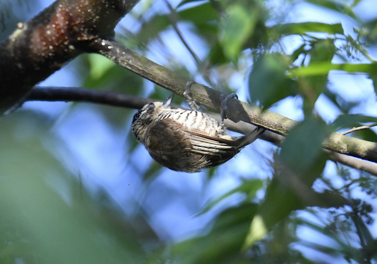 Carpinterito Variable - ML644566432