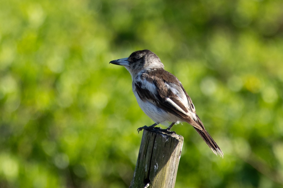 sangslakterfugl - ML644566434