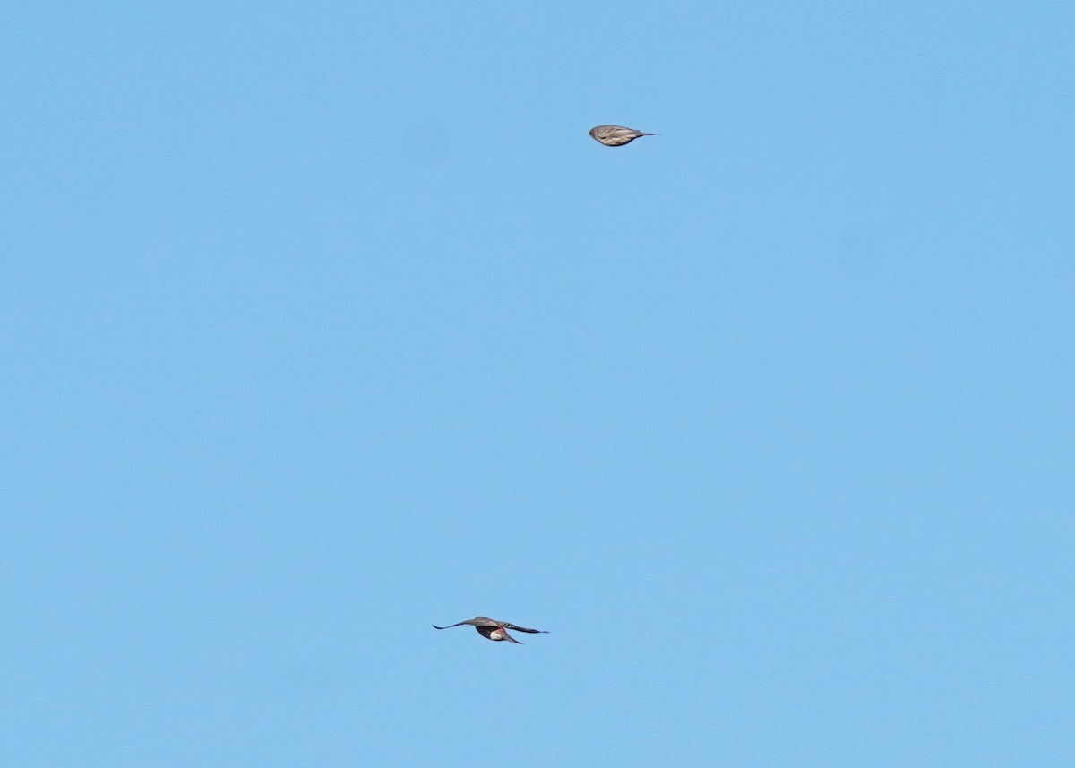 House Finch - ML644566435