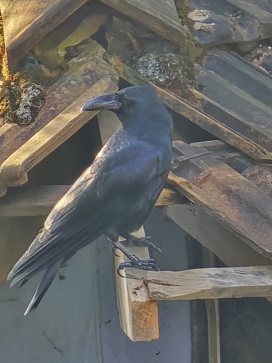 Large-billed Crow - ML644566441