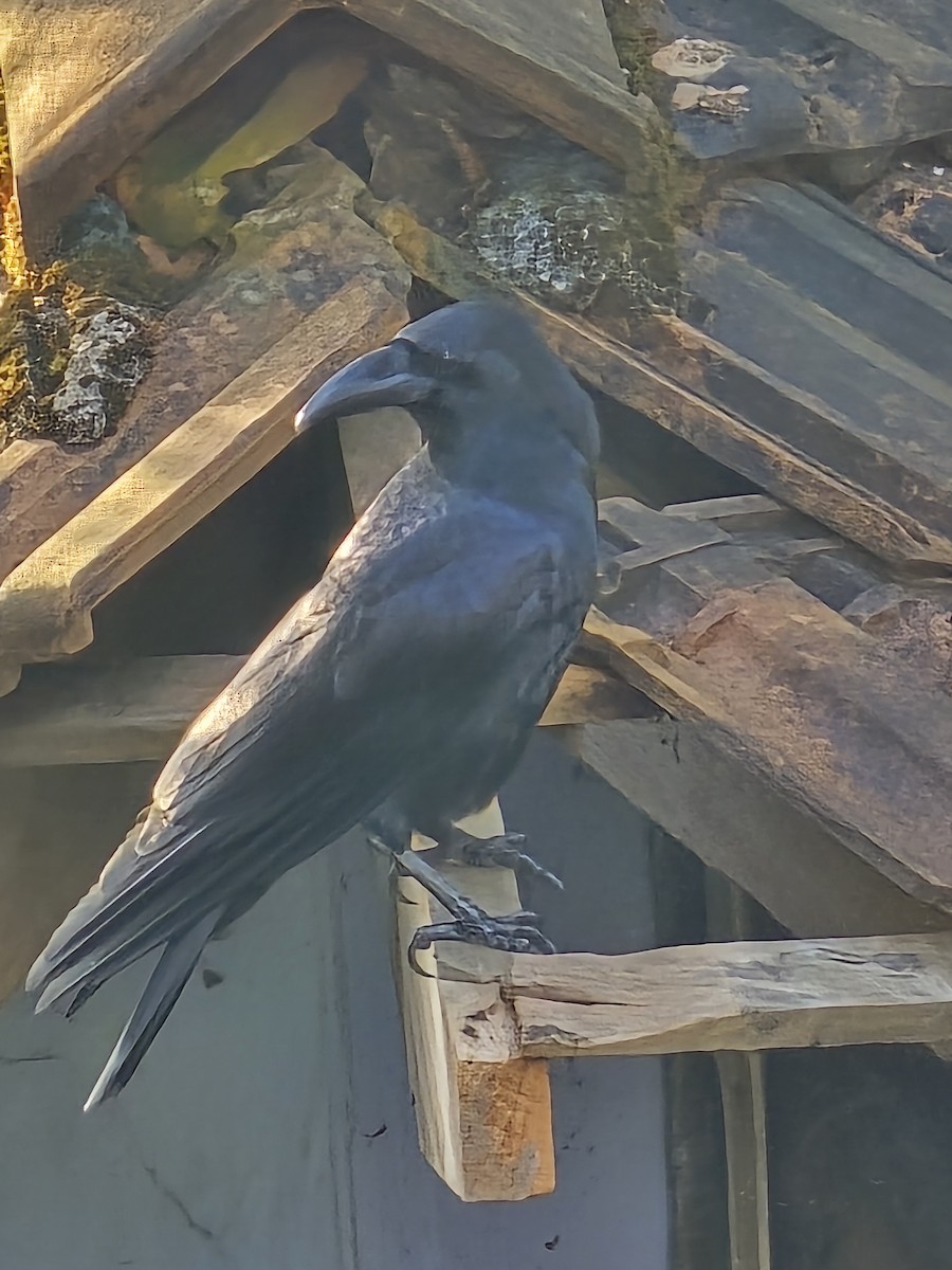 Large-billed Crow - ML644566442