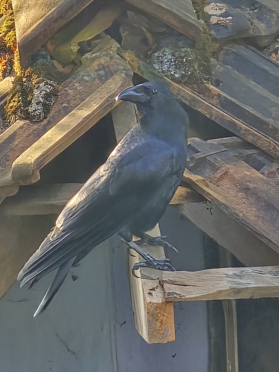 Large-billed Crow - ML644566443