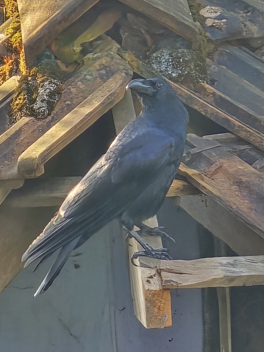 Large-billed Crow - ML644566444