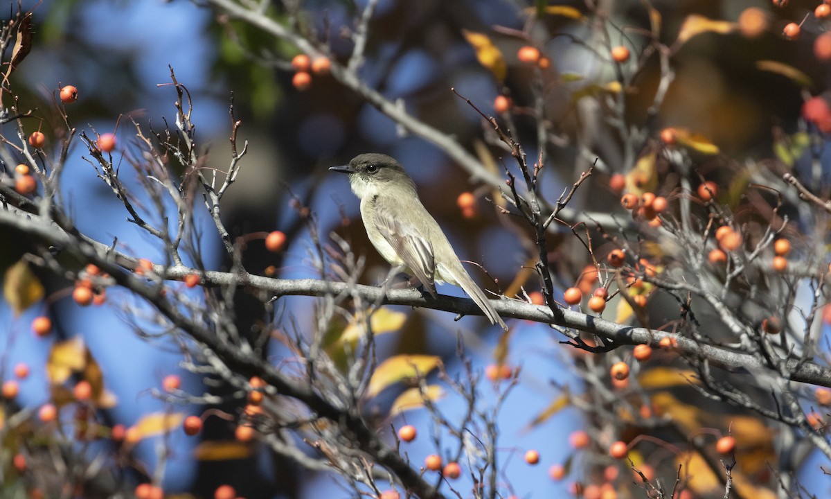 Eastern Phoebe - ML644566445