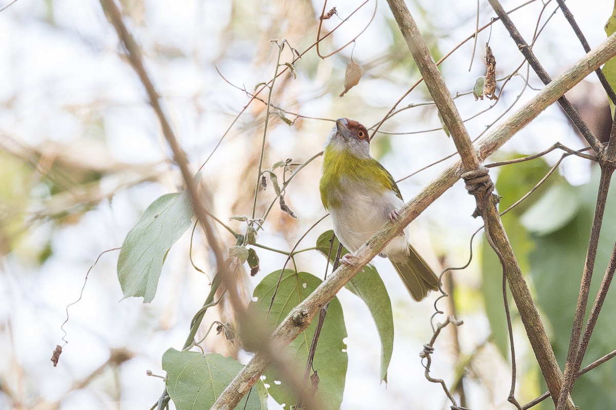 Rufous-browed Peppershrike - ML644566446