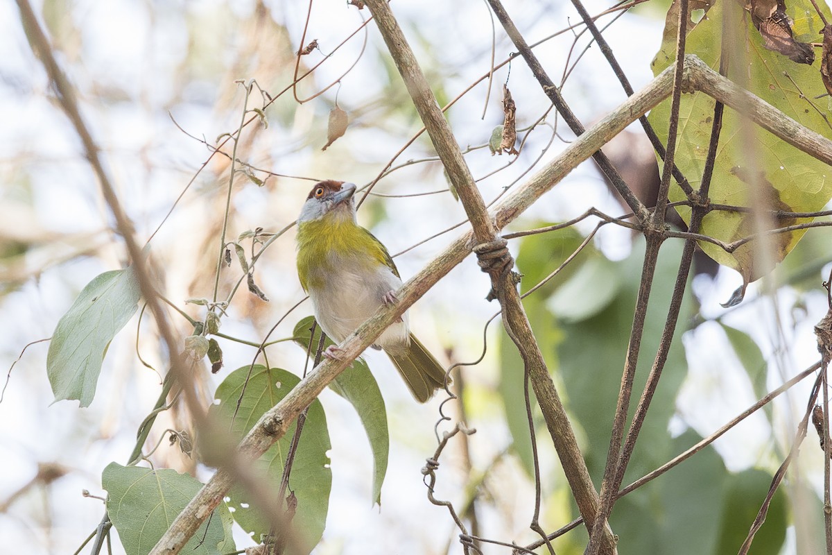 Rufous-browed Peppershrike - ML644566447