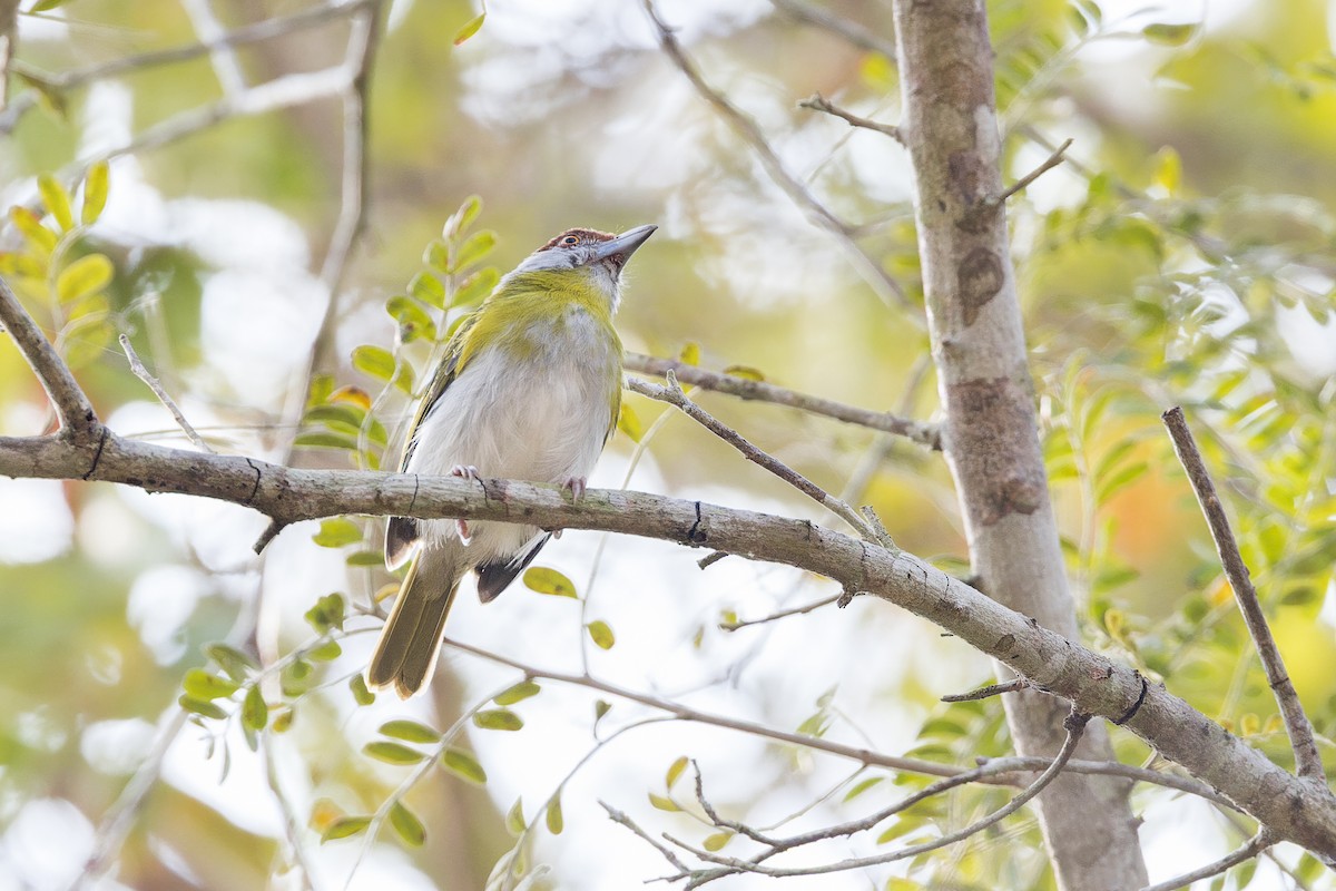 Rufous-browed Peppershrike - ML644566448